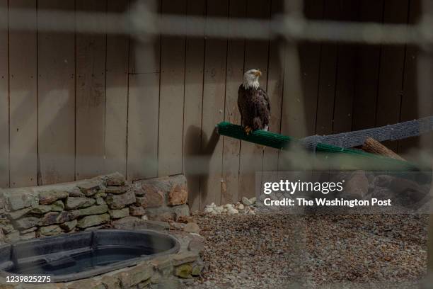 Bald eagles sits on a perch the Eagle Mountain exhibit at Dollywood in Pigeon Forge, Tennessee on Wednesday, March 30, 2022. Dollywood reopened for...