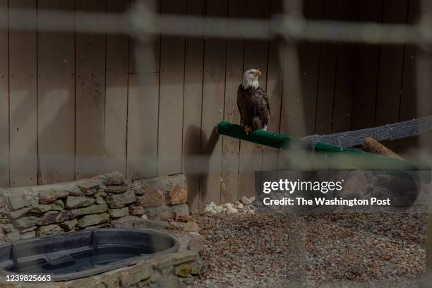 Bald eagles sits on a perch the Eagle Mountain exhibit at Dollywood in Pigeon Forge, Tennessee on Wednesday, March 30, 2022. Dollywood reopened for...