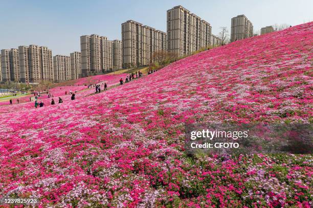 People enjoy cherry blossoms at a scenic area in Jinan, East China's Shandong Province, April 8, 2022. It is understood that this used to be a muck...