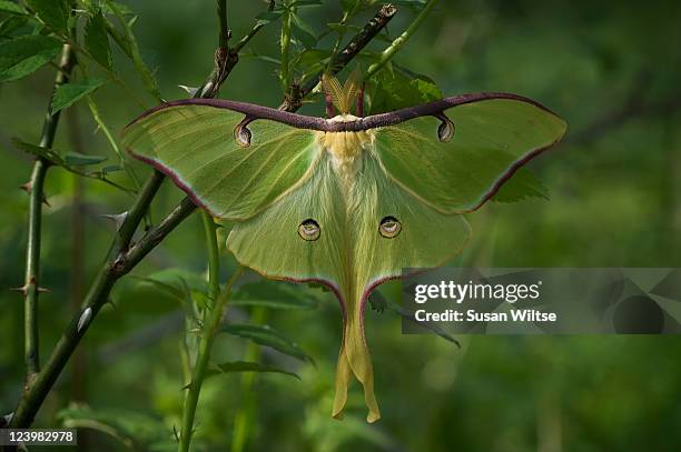 luna - luna moth stock pictures, royalty-free photos & images