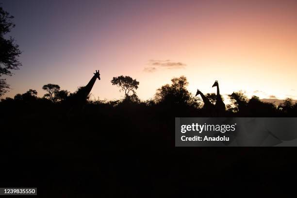 Giraffes are seen at Kruger National Park, one of the continent's largest natural habitats with an area of ââ19.485 square kilometers, in Skukuza of...