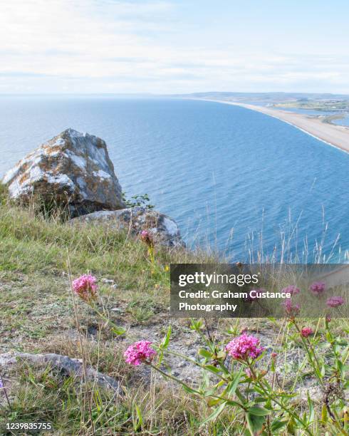 chesil beach - praia de chesil imagens e fotografias de stock