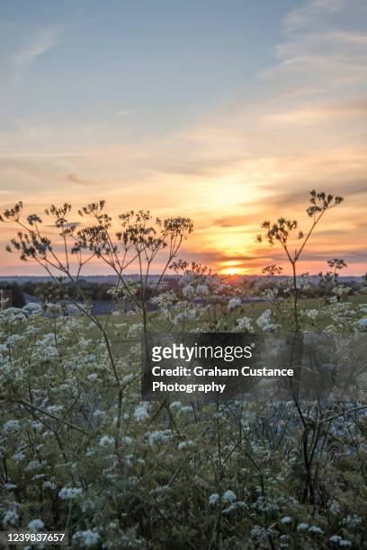 countryside sunset - cow parsley stockfoto's en -beelden