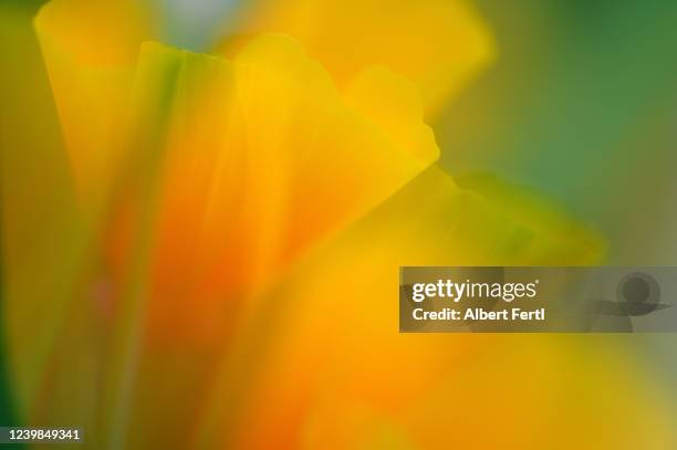 goldmohnblüte - yellow nature stock pictures, royalty-free photos & images