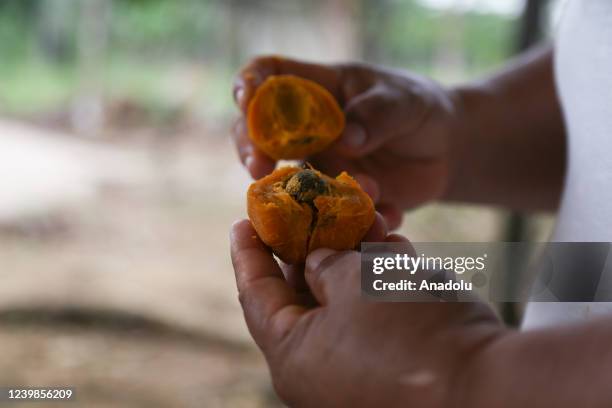 Noralba LÃ³pez, beneficiary of the Land Restitution Unit, cooks chontaduro for her family in VillagarzÃ³n, Putumayo, Colombia, on April 03, 2022....