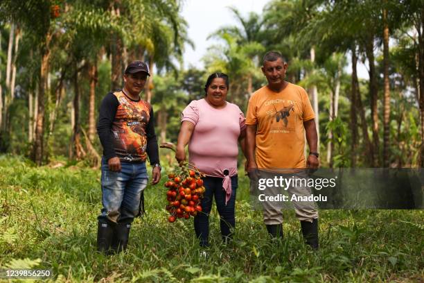 Peasant and farmer Javier Ruiz, Noralba LÃ³pez and her husband, harvest chontaduro in VillagarzÃ³n, Putumayo, Colombia, on April 03, 2022. Chontaduro...