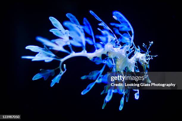 334点のシードラゴンのストックフォト Getty Images 334点のシードラゴンのストックフォト Getty Images