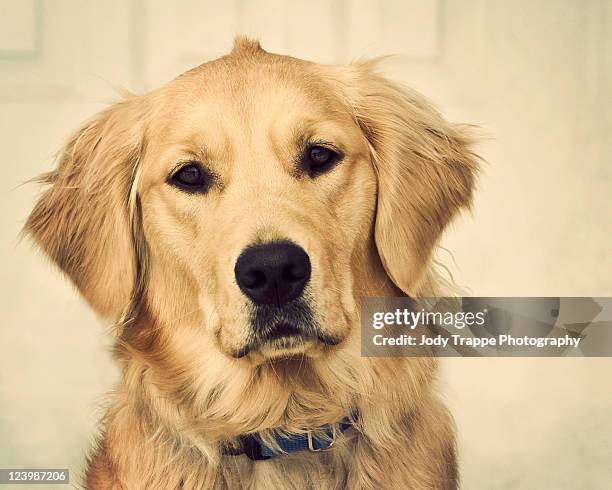 close up of golden retriever - wayne stock pictures, royalty-free photos & images