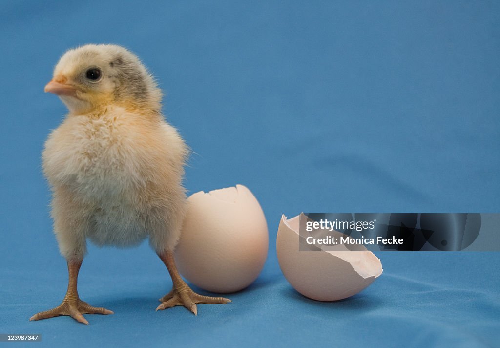 Yellow baby chick standing with broken eggshell