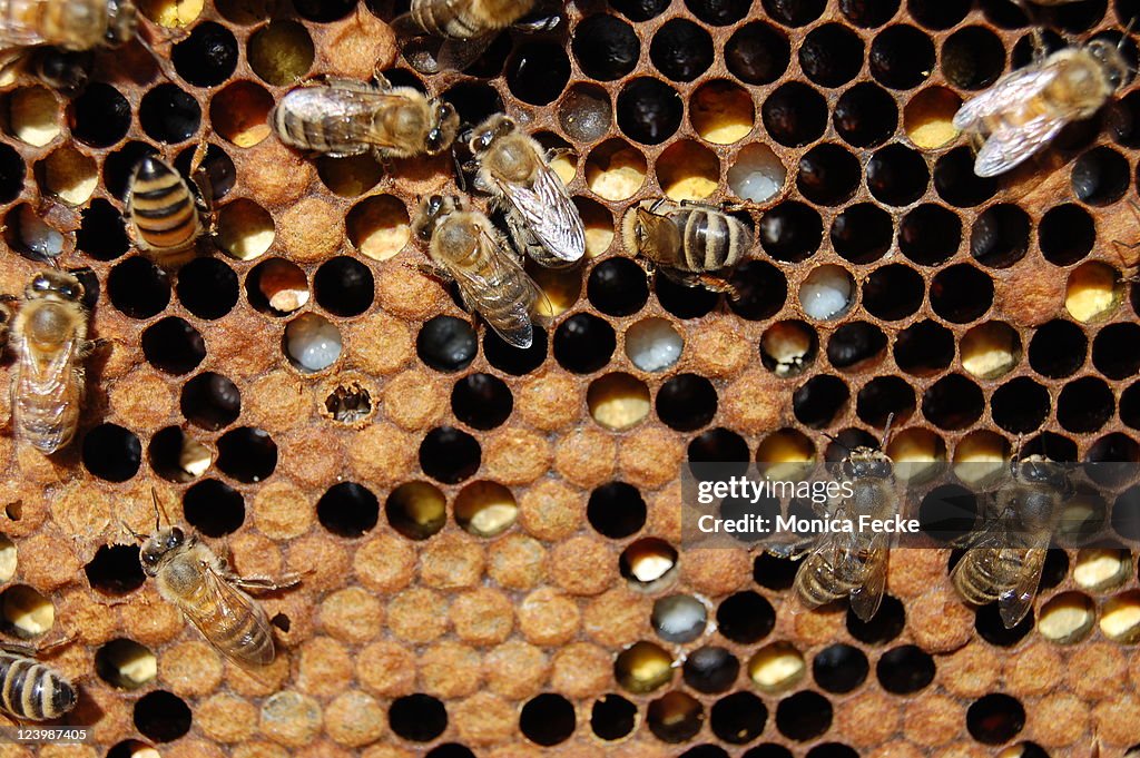 Honey bees on comb showing brood and pollen