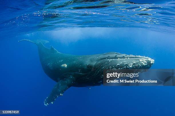 humpback swimming - whale photos et images de collection
