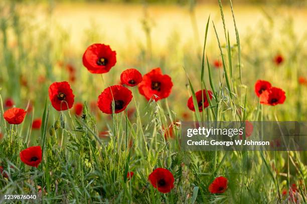 13 - remembrance poppy stock pictures, royalty-free photos & images