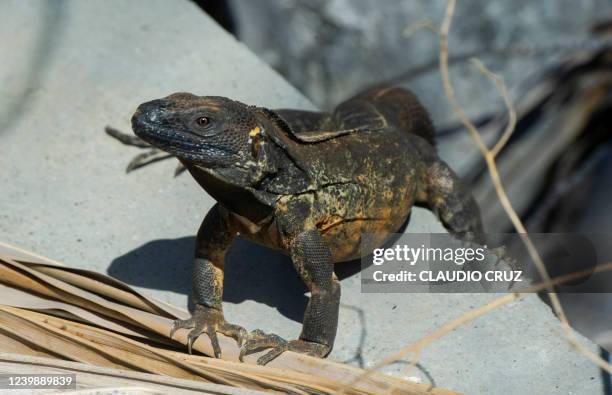 An iguana walks in Islas Marias, Nayarit, Mexico, on April 9, 2022. - The Marias Islands, located in the Pacific Ocean 112 km off the coast of the...