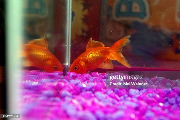 Beautiful view of Goldfish Tank With Pink Gravel Background