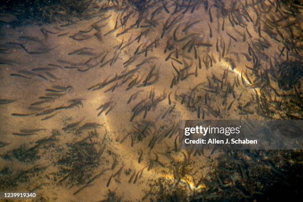 Anderson, CA Fall-run Chinook salmon feed while growing in holding tanks at the Coleman National Fish Hatchery in Anderson.