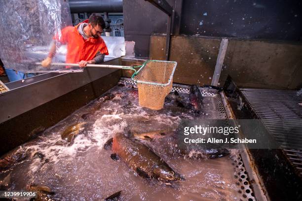 Anderson, CA Workers scoop up fall-run Chinook salmon for spawning as the fish emerge from a water-filled elevator at Coleman National Fish Hatchery...