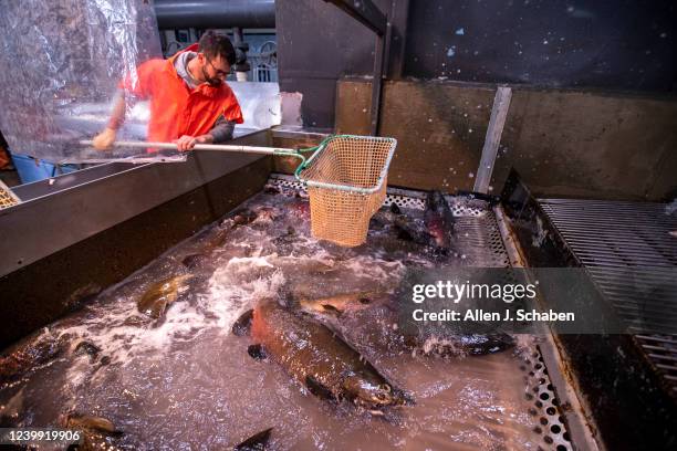 Fall Fish Spawning Coleman National Fish Hatchery Photos and Premium High Res Pictures ...