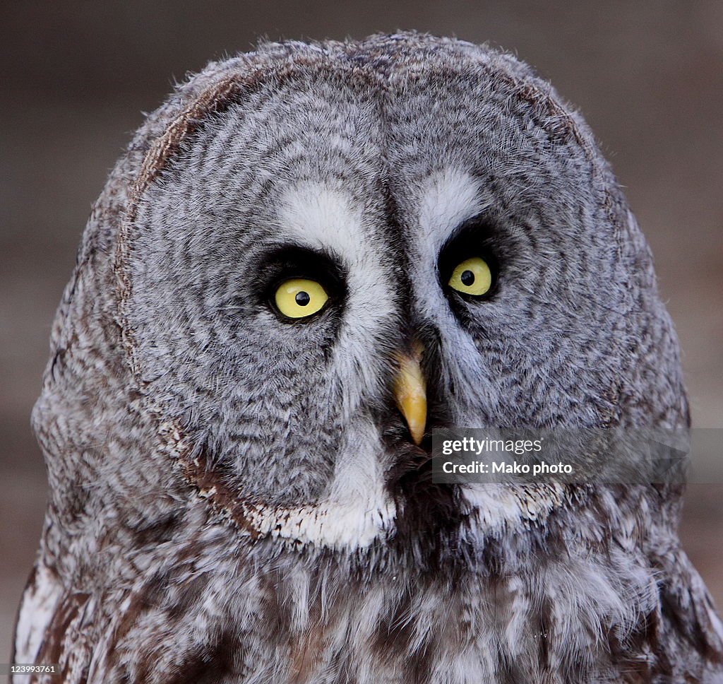 Great grey owl