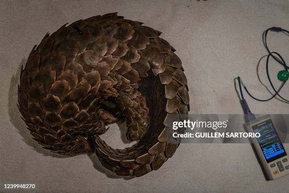 Pangolin Sign A trafficked rescued pangolin sleeps next to a vital sign machine at ...