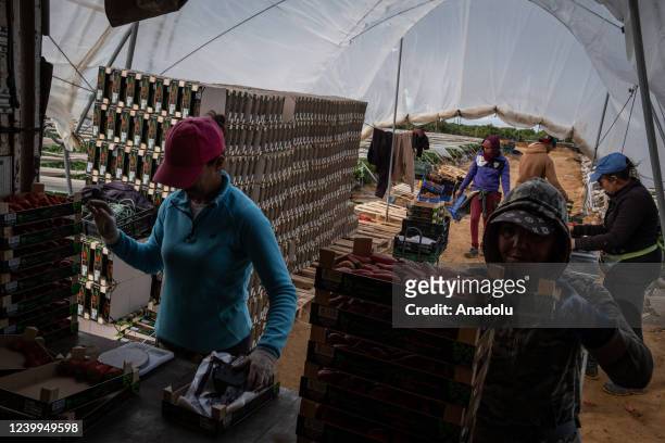 Group of workers, most of them migrants, pick strawberries at the beginning of the season it in Lepe, Spain on April 13, 2022. Every year hundreds of...