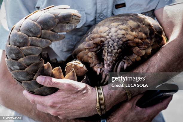 Pangolin Counter Poaching Team member holds a pangolin rescued during a joint operation with South African Police Services in Johannesburg suburb, on...