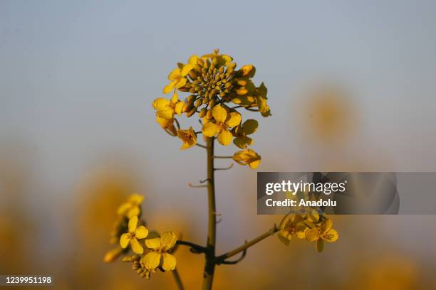 Canola flower is seen at the field where they colored with their yellow color in Edirne, Turkiye on April 12, 2022. Canola flowers bloom before the...