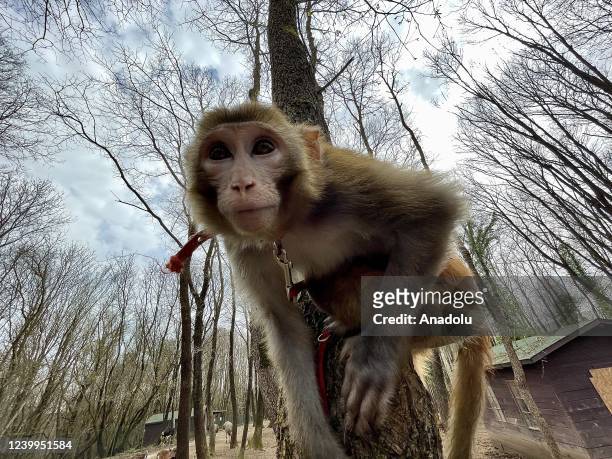 Rhesus monkey is seen at Polonezkoy Animal Park in Istanbul, Turkiye on April 7, 2022. An albino Bengal tiger, which is a rare breed found once in 10...