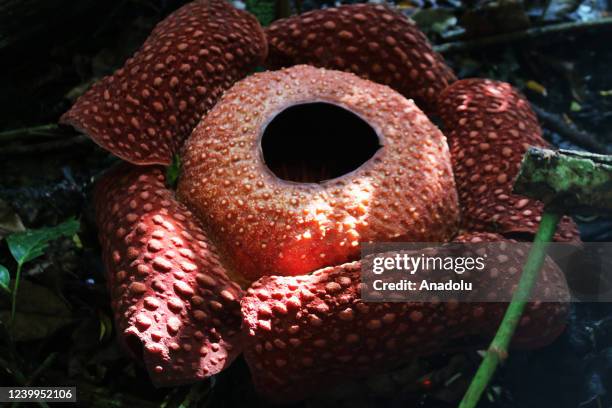 The Rafflesia Arnoldi flower which has been cultivated bloom is seen in Palupuah Village, Agam District, West Sumatra, Indonesia, on April 13, 2022....