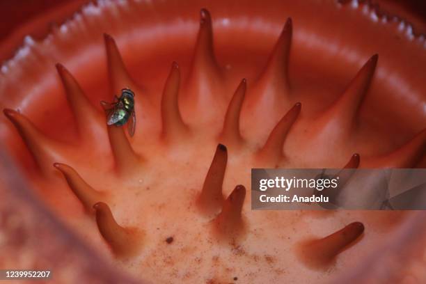 The Rafflesia Arnoldi flower which has been cultivated is seen in Palupuah Village, Agam District, West Sumatra, Indonesia, on April 13, 2022. The...