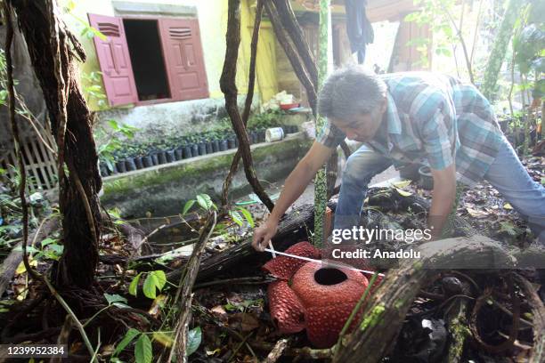 Man measures the Rafflesia Arnoldi flower which has been cultivated and bloomed at their garden in Palupuah Village, Agam District, West Sumatra,...