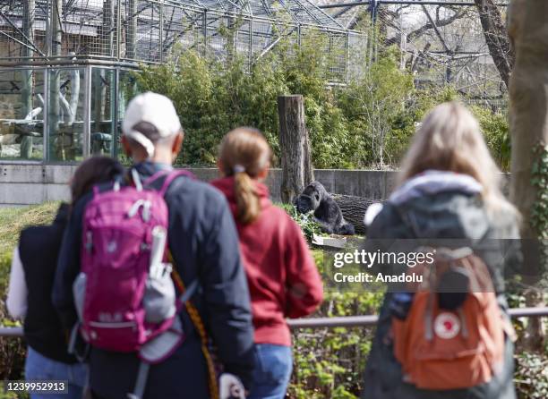 Gorilla Fatou residing at Berlin Zoo celebrates her 65th birthday with a birthday cake made of fruits in Berlin, Germany on April 13, 2022.