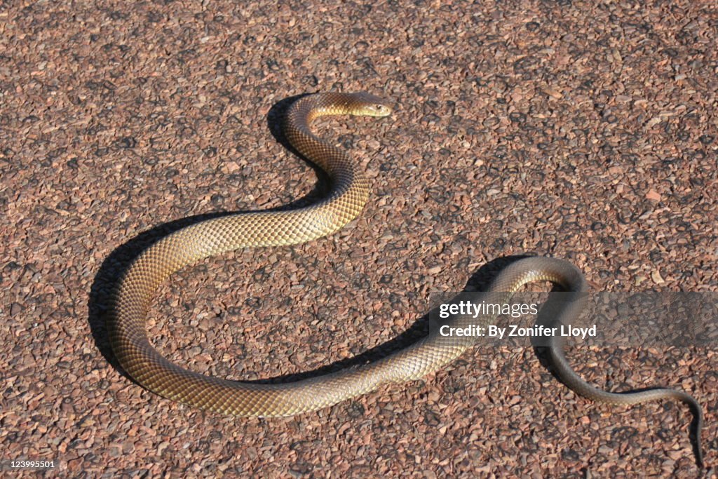 Brown snake