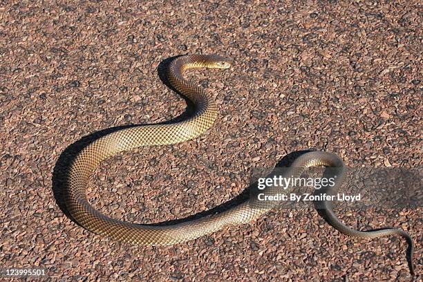 brown snake - brown snake stock pictures, royalty-free photos & images