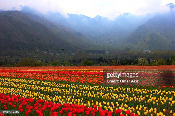 tulips - jammu srinagar stock pictures, royalty-free photos & images