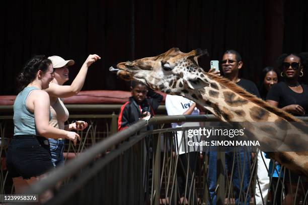 Local and international tourists interact with giraffes at the Giraffe Center in Nairobi on April 13, 2022.