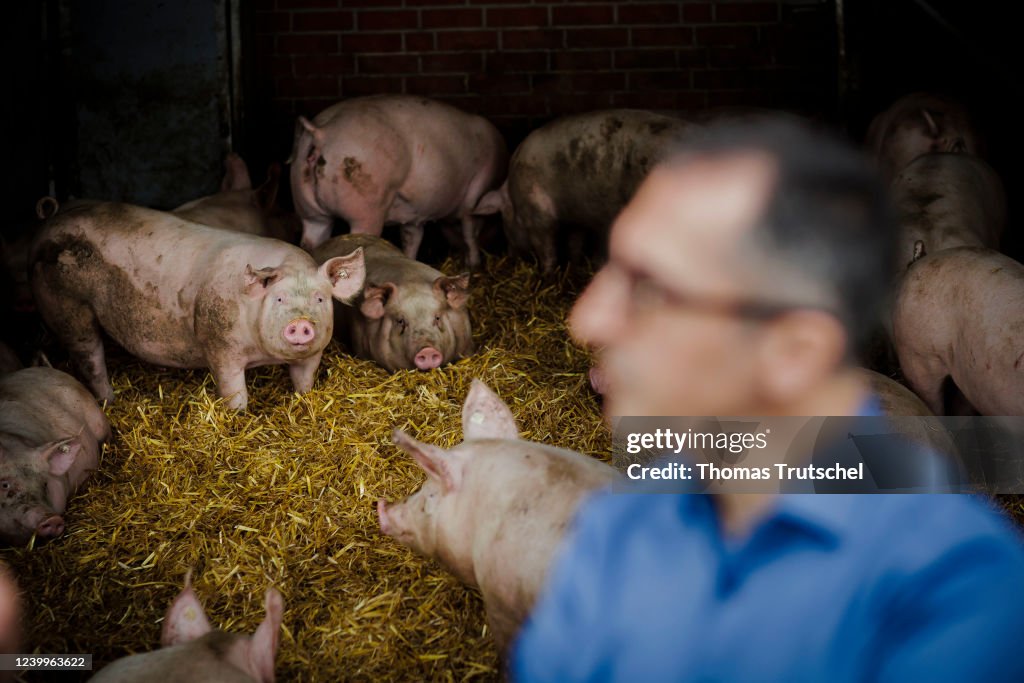 Pig Farm
