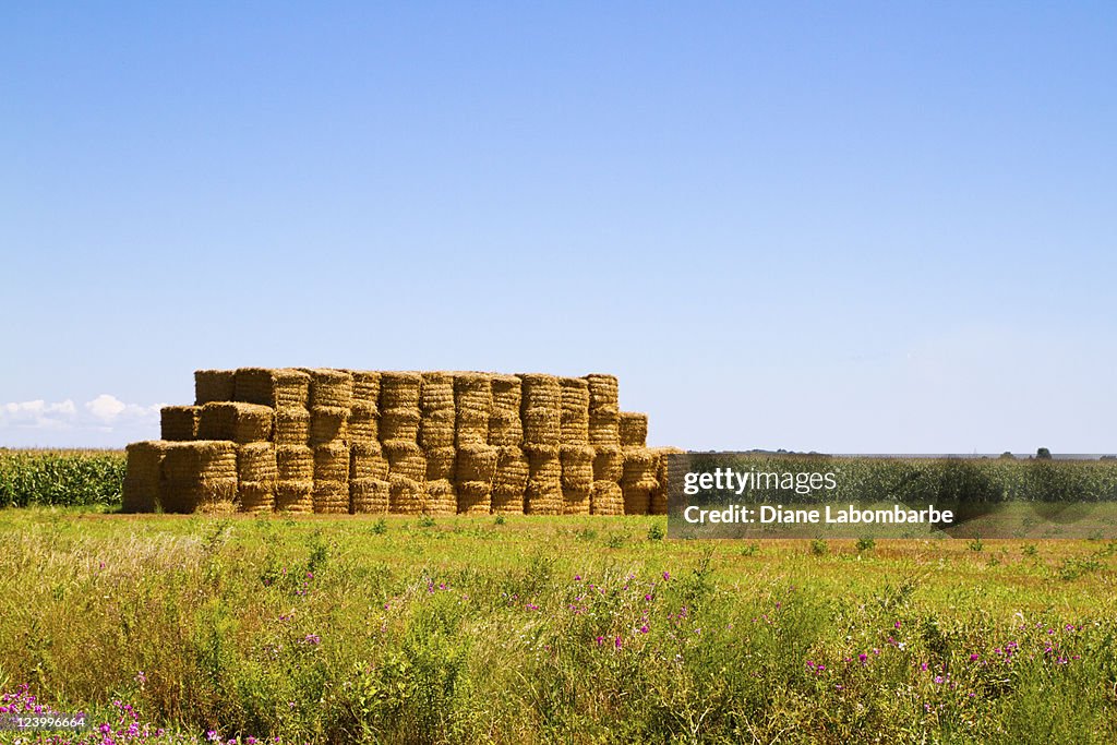 Bales Of Freshly Harvested Hay In An Ontario Field