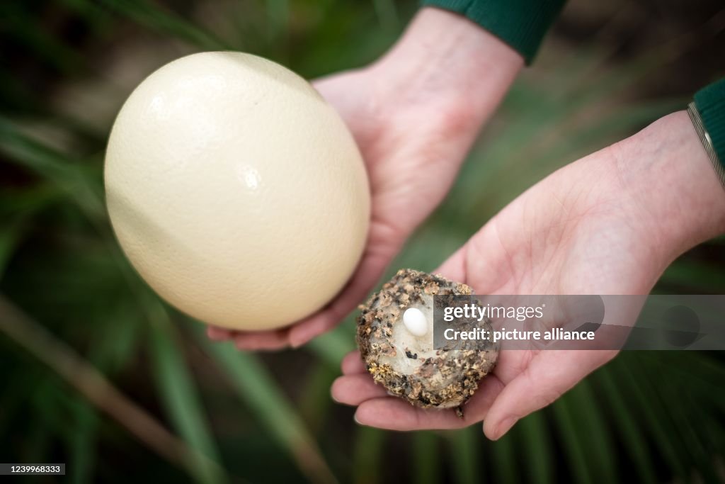 Breeding season in the bird park Walsrode