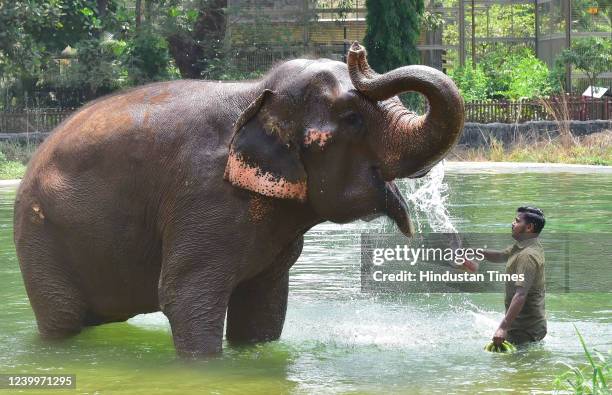 Mahout Saif bathes elephant "Anarkali" to beat the heat during the hot summer day at Veermata Jijabai Bhosale Udyan and Zoo, Byculla, on April 12,...