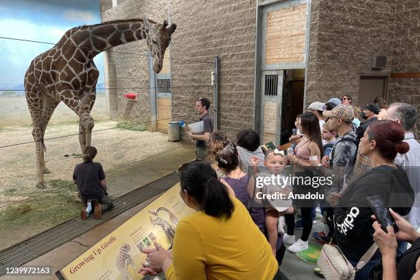 People visit a giraffe at the Bronx Zoo animal park in New York City, United States on April 13, 2022. The Bronx Zoo is one of America's largest...