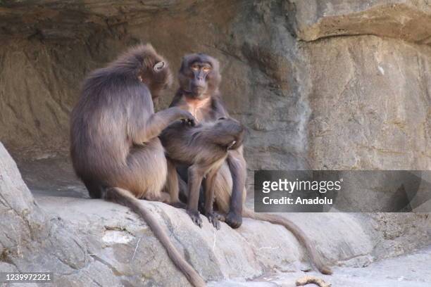 Monkeys are seen at Bronx Zoo animal park in New York City, United States on April 13, 2022. The Bronx Zoo is one of America's largest zoos. Founded...