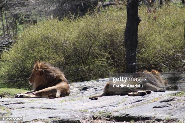 Lions are seen at Bronx Zoo animal park in New York City, United States on April 13, 2022. The Bronx Zoo is one of America's largest zoos. Founded in...