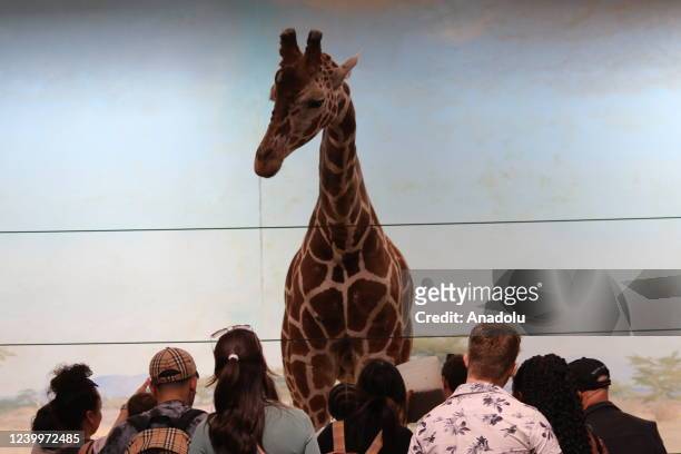 Giraffe is seen at Bronx Zoo animal park in New York City, United States on April 13, 2022. The Bronx Zoo is one of America's largest zoos. Founded...