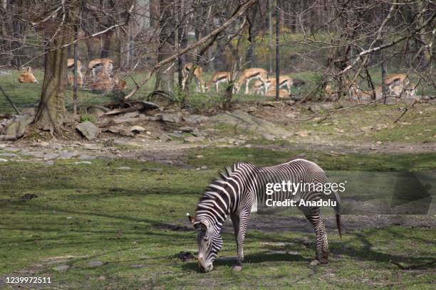 Zebra is seen at Bronx Zoo animal park in New York City, United States on April 13, 2022. The Bronx Zoo is one of America's largest zoos. Founded in...