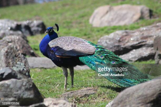 Peacock is seen at Bronx Zoo animal park in New York City, United States on April 13, 2022. The Bronx Zoo is one of America's largest zoos. Founded...