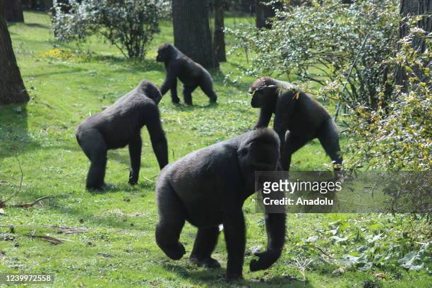 Gorillas are seen at Bronx Zoo animal park in New York City, United States on April 13, 2022. The Bronx Zoo is one of America's largest zoos. Founded...