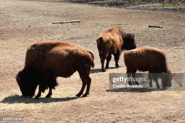 Buffalos are seen at Bronx Zoo animal park in New York City, United States on April 13, 2022. The Bronx Zoo is one of America's largest zoos. Founded...