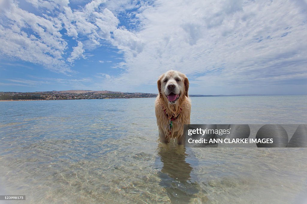 Dog enjoying in beach