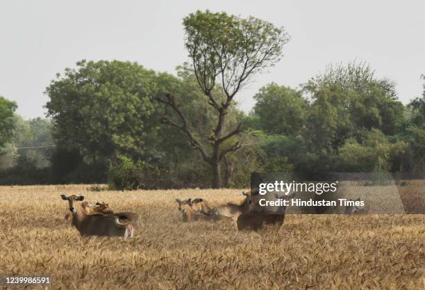 Herd of Nilgai roams in the wheat crop field on April 14, 2022 in the outskirts of Gurugram, India.