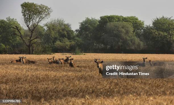 Herd of Nilgai roams in the wheat crop field on April 14, 2022 in the outskirts of Gurugram, India.